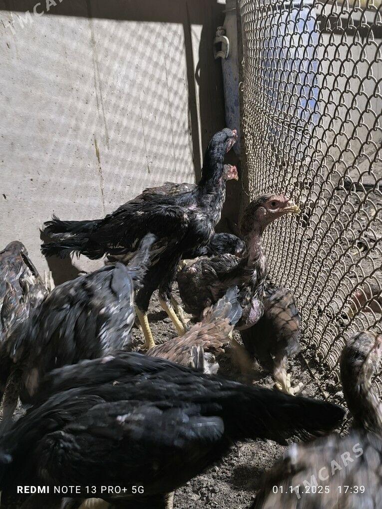 paroda juyje - Daşoguz - img 3