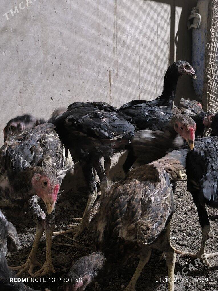 paroda juyje - Daşoguz - img 2