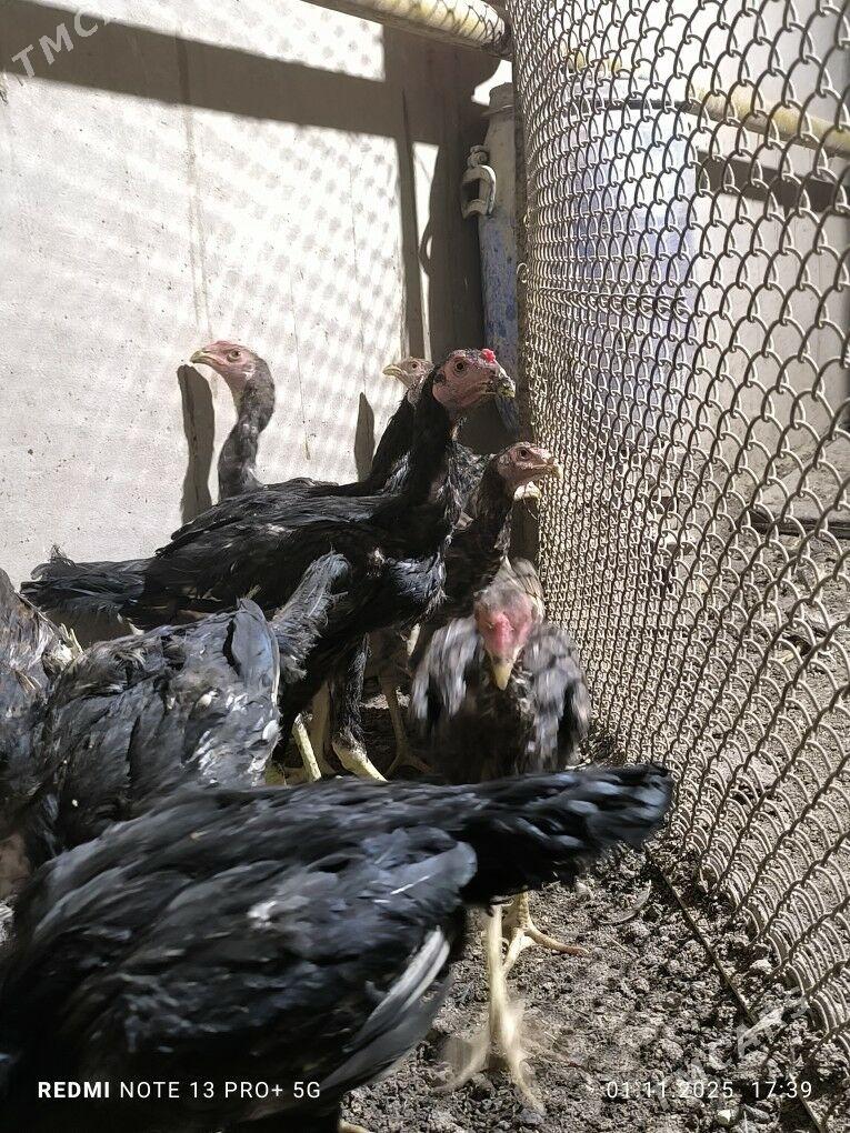 paroda juyje - Daşoguz - img 4