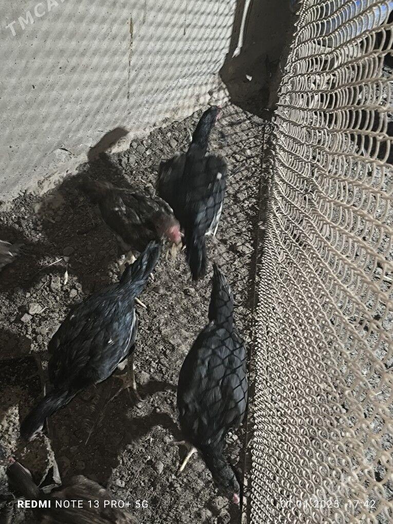 paroda juyje - Daşoguz - img 1