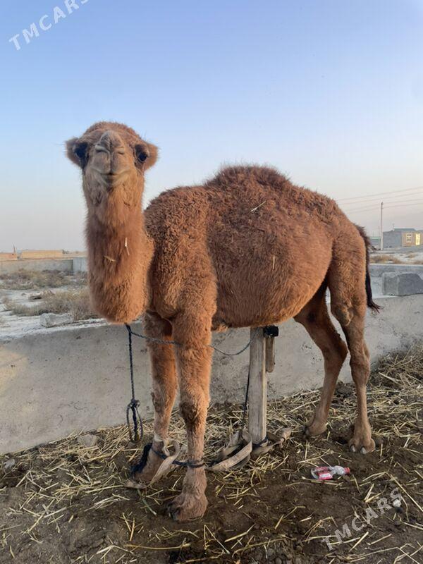 ogsyklar - Bäherden - img 2