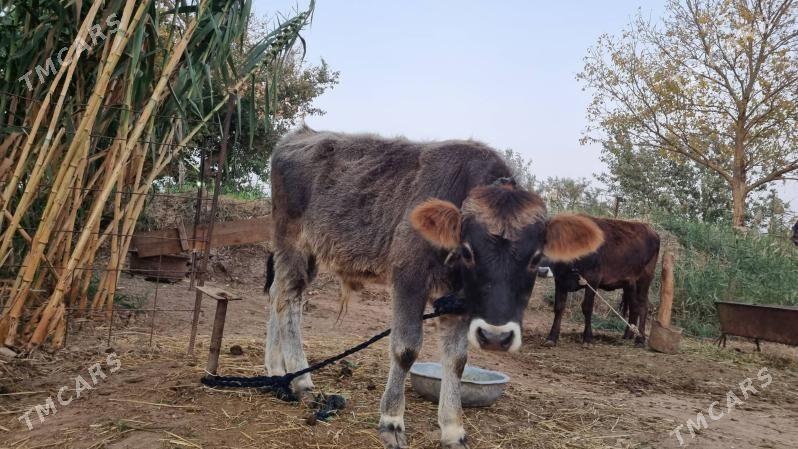 Göleli sygyr - Tejen - img 4