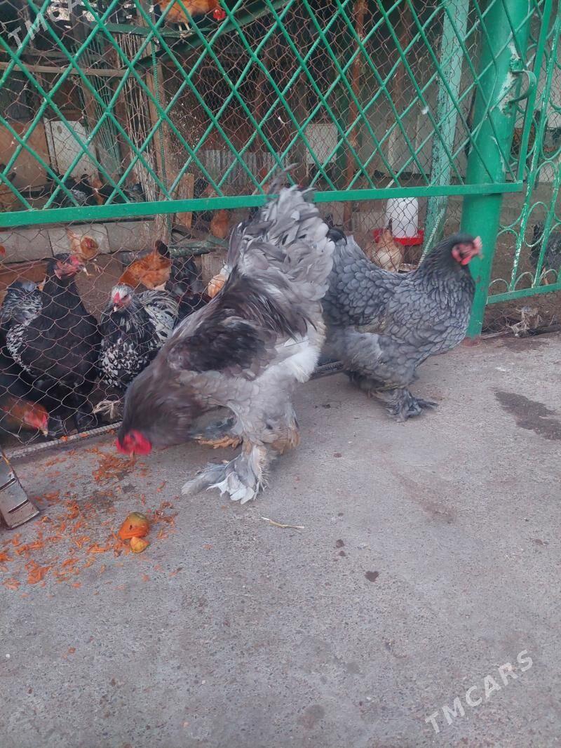 brama - Hitrowka - img 2