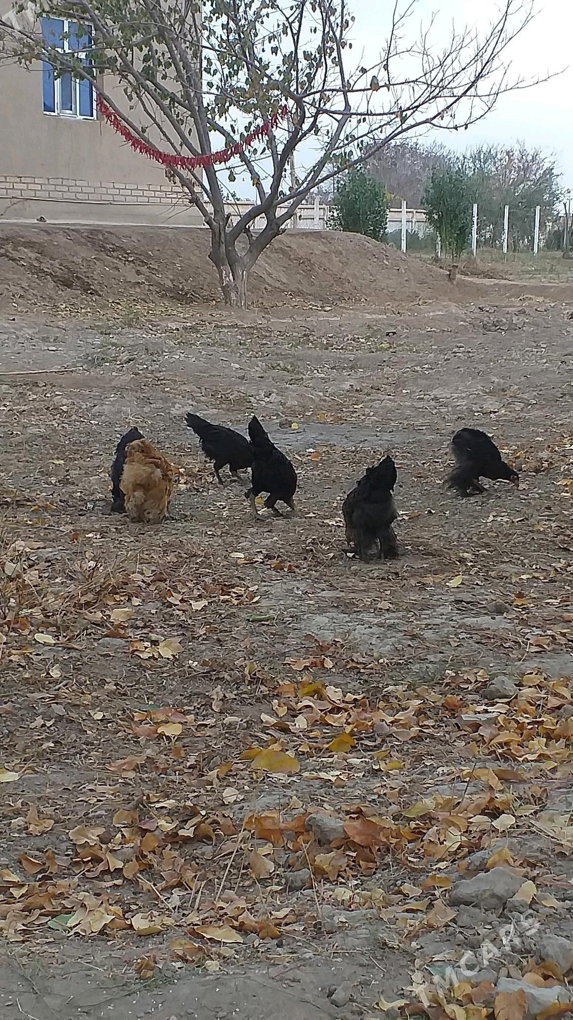 juje ayagy perli - Köneürgenç - img 2