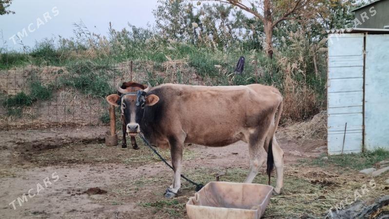 Göleli sygyr - Tejen - img 6