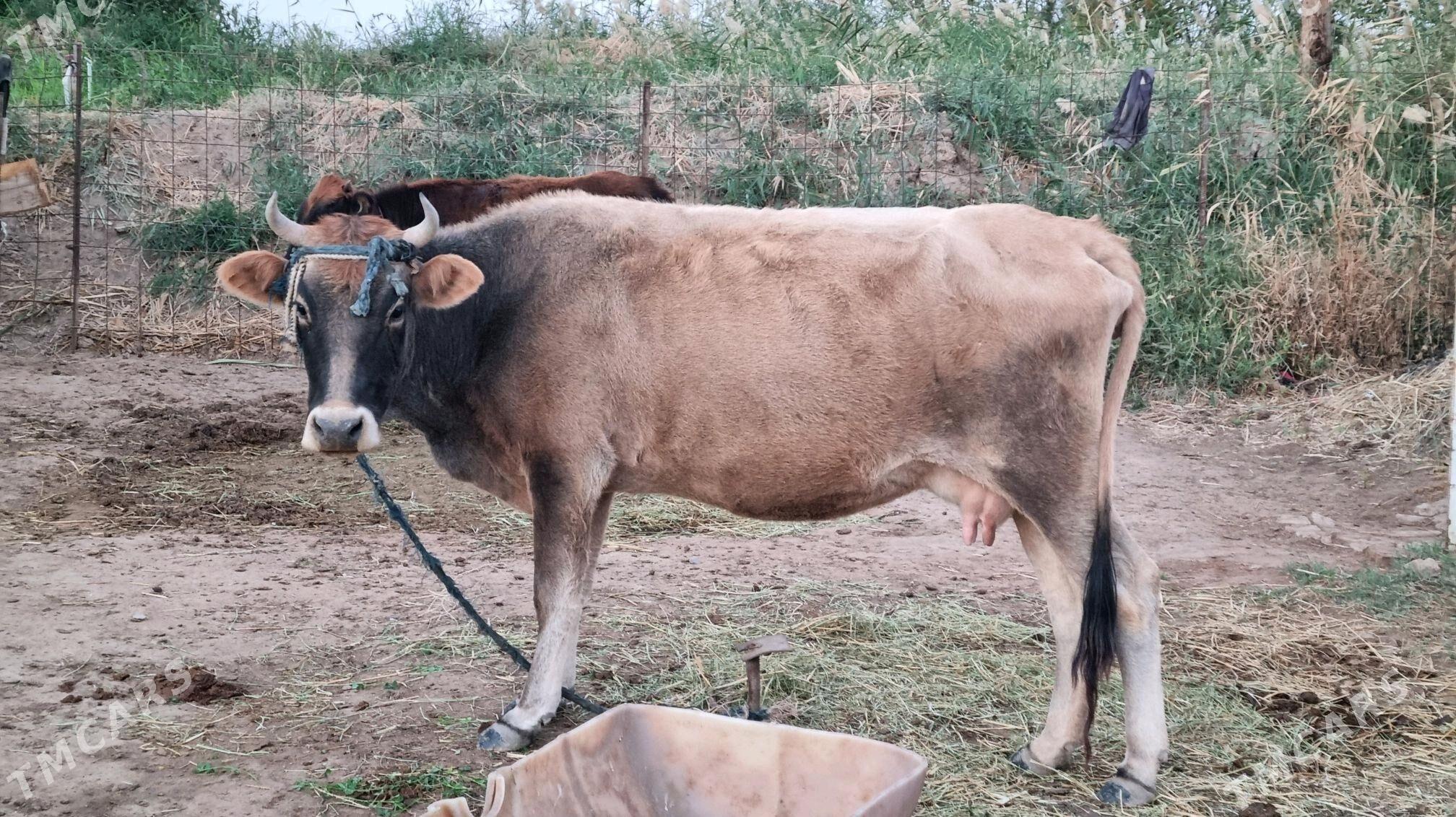 Göleli sygyr - Tejen - img 5