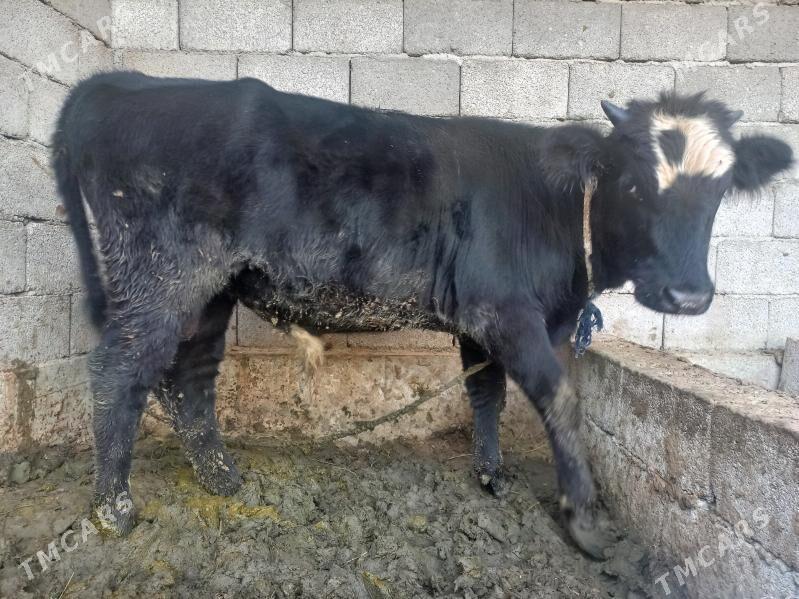 ökiz - Gökdepe - img 2