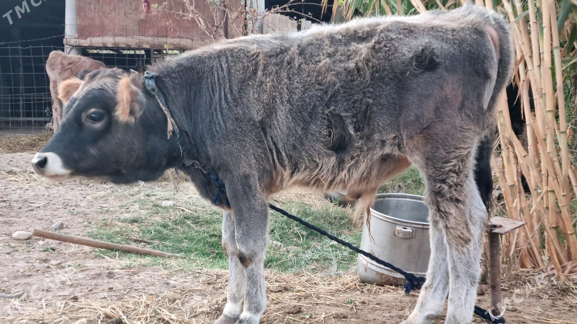 Göleli sygyr - Tejen - img 3
