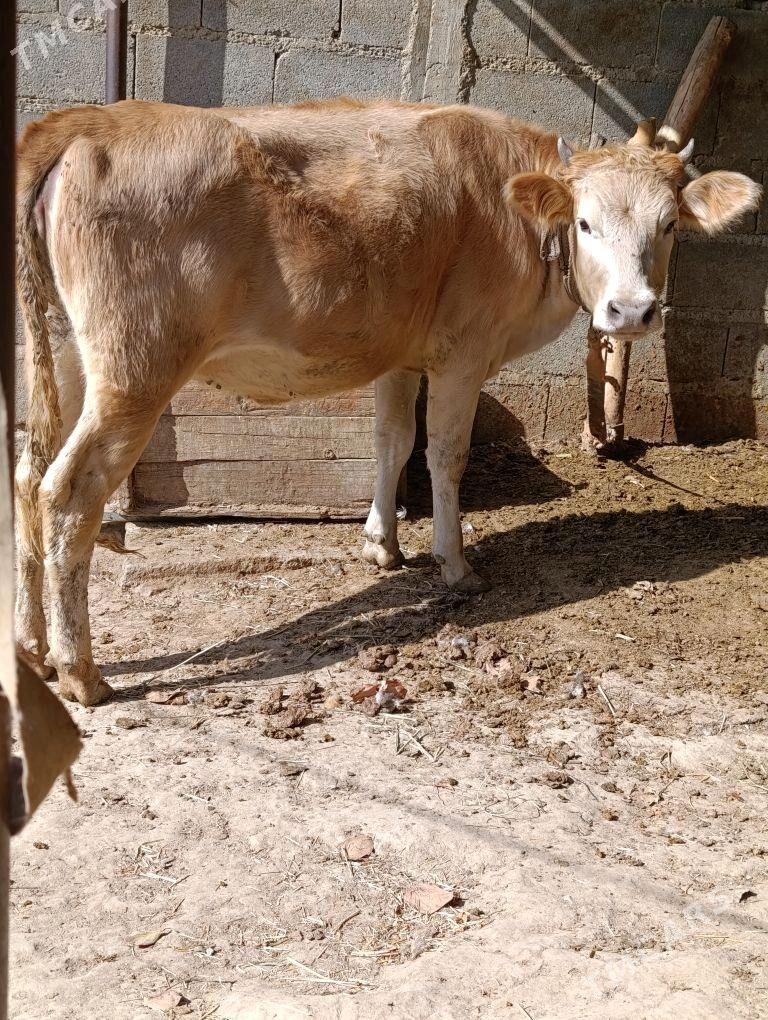 semiz tuwe - Bäherden - img 2