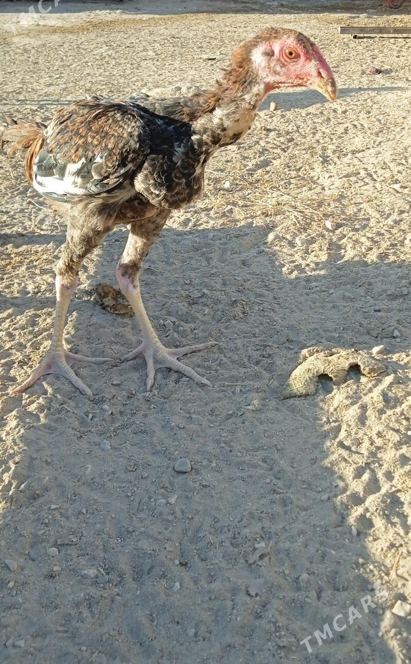 Taşkent jüýje - Balkanabat - img 6