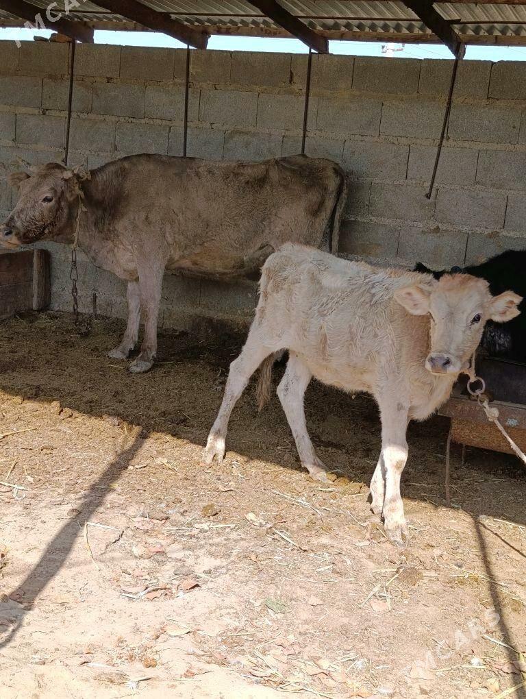 uly göleli sygyr - Бахарден - img 2