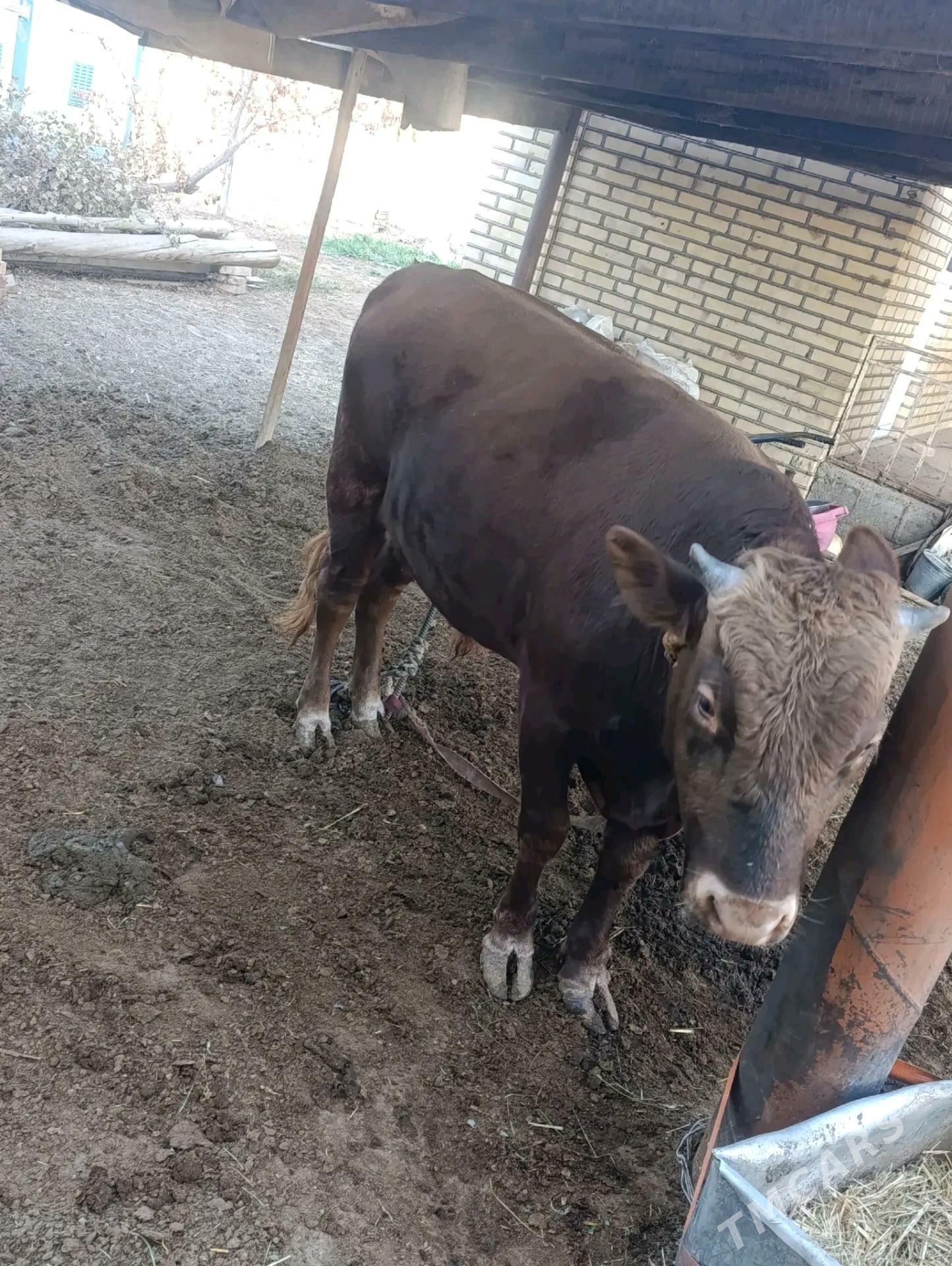 Okuz - Мары - img 3