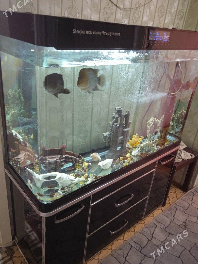 аквариум заводской - Туркменабат - img 2