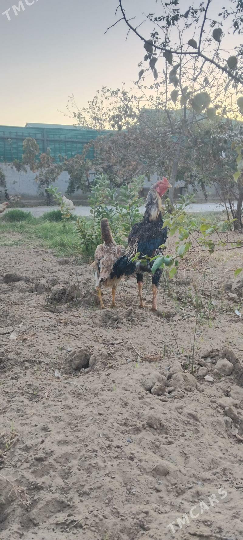 tovuk - Тязе заман - img 2