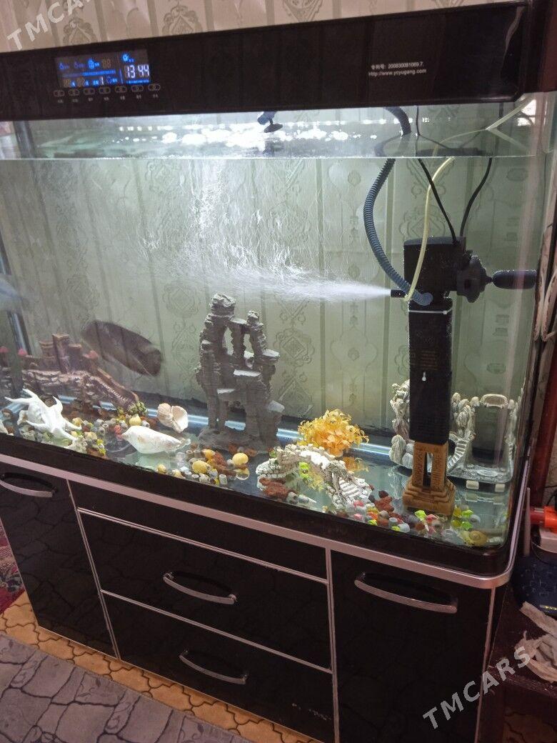 аквариум заводской - Туркменабат - img 3