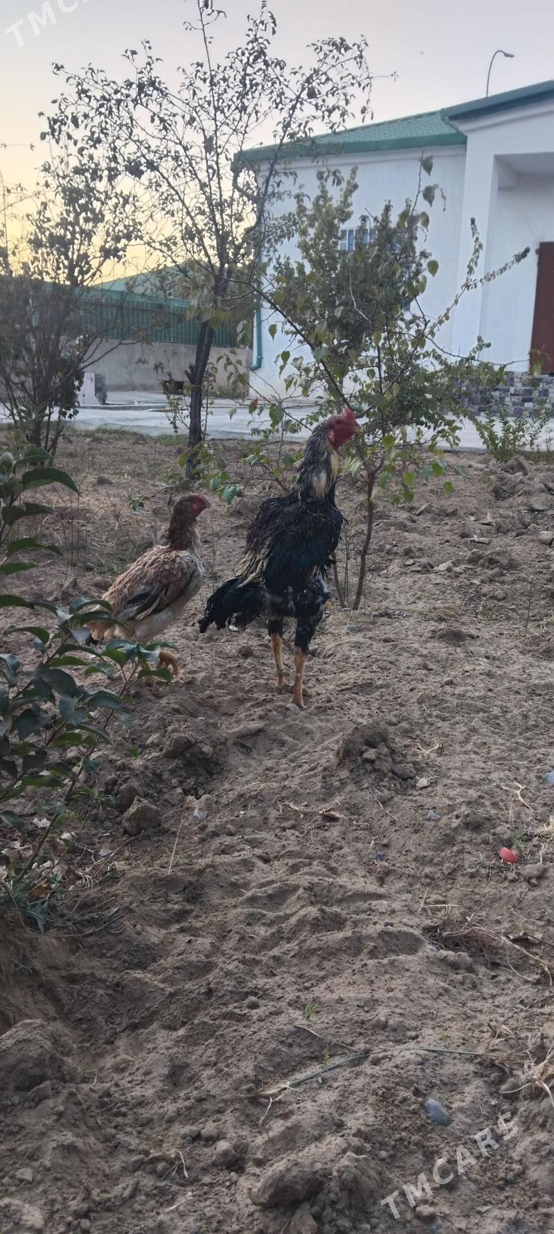 tovuk - Тязе заман - img 4