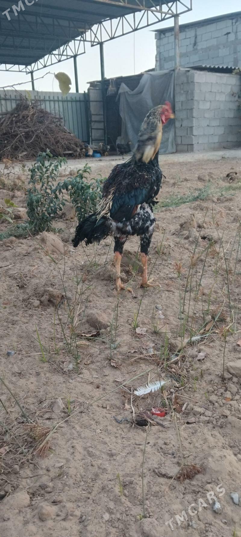 tovuk - Тязе заман - img 6