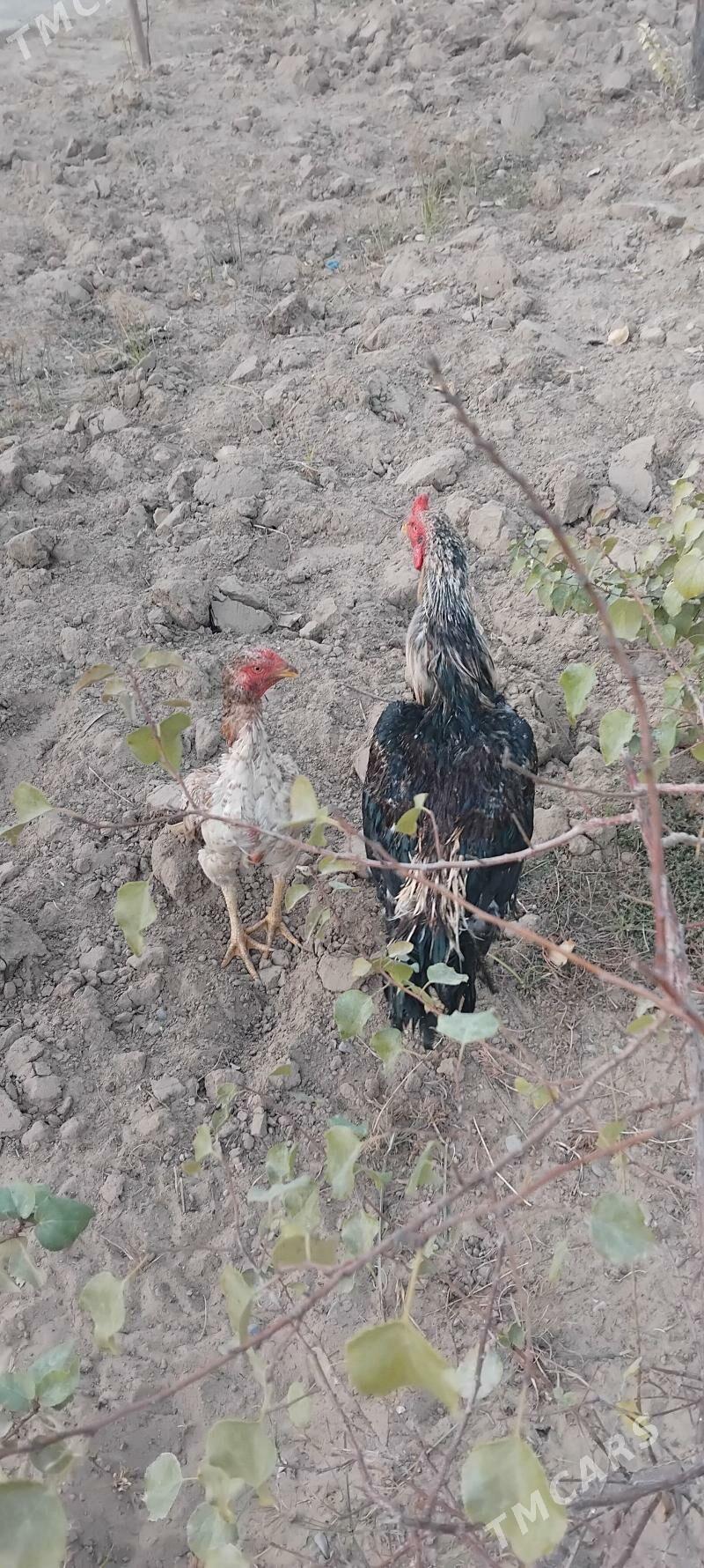 tovuk - Тязе заман - img 7