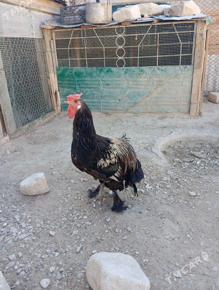 tawuk.horoz - Балканабат - img 3