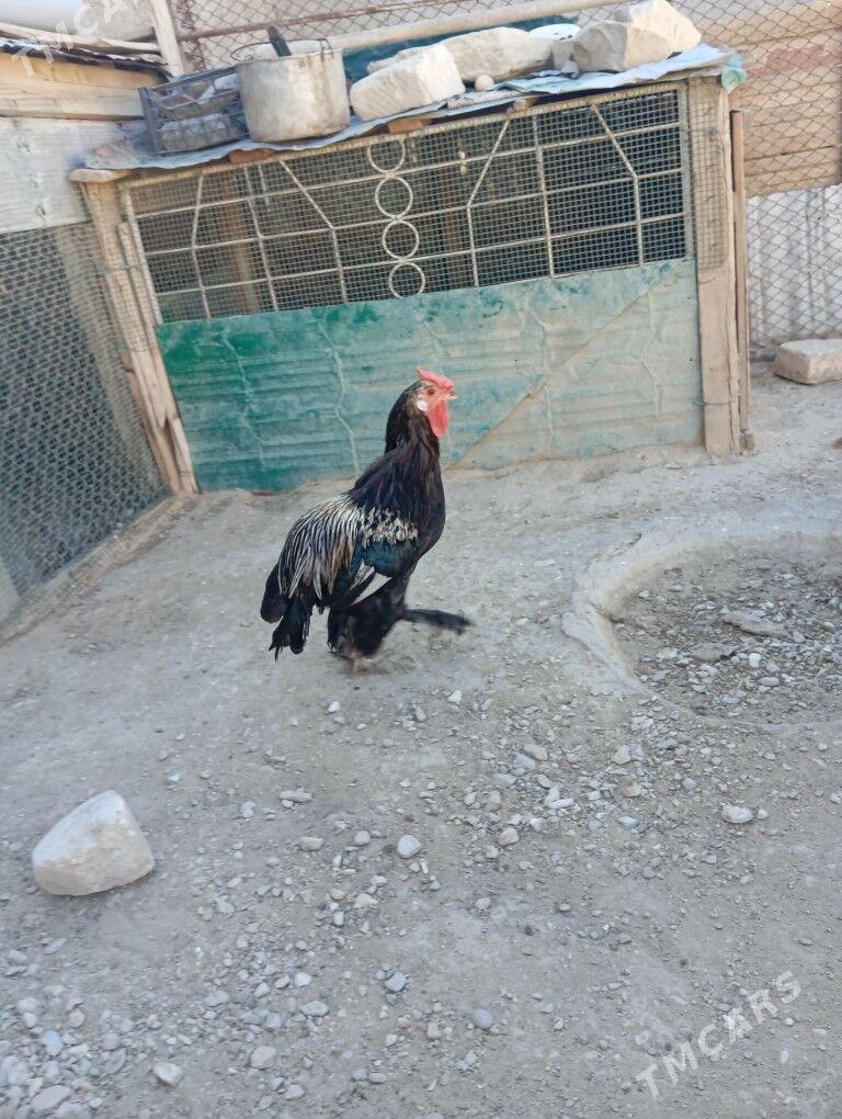 tawuk.horoz - Балканабат - img 4