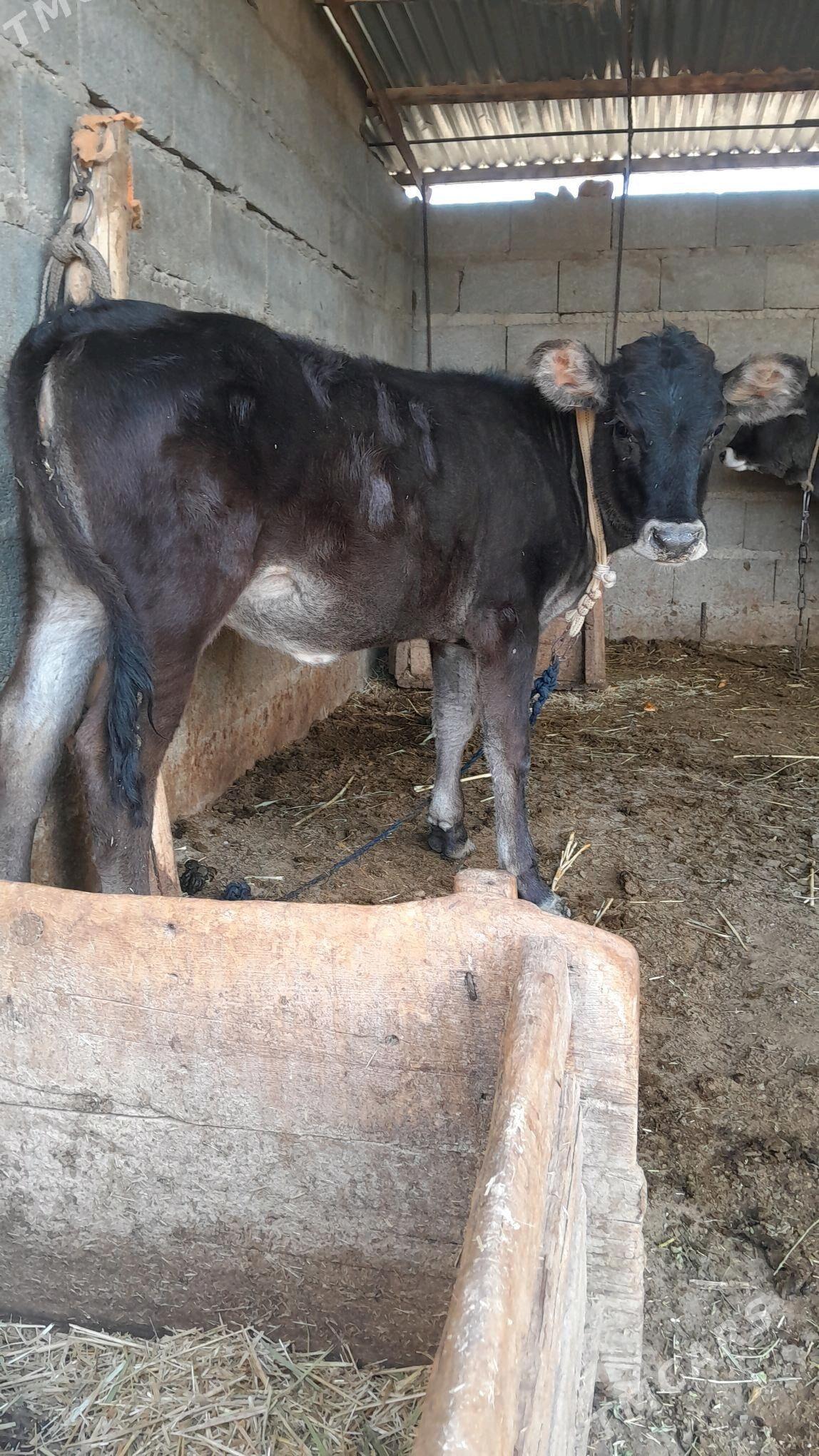 şwes tuwe - Бахарден - img 2