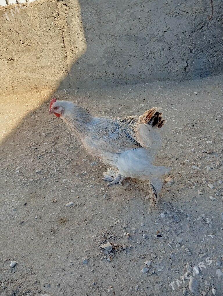 tawuk.horoz - Балканабат - img 2