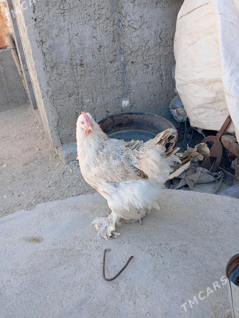 tawuk.horoz - Балканабат - img 5