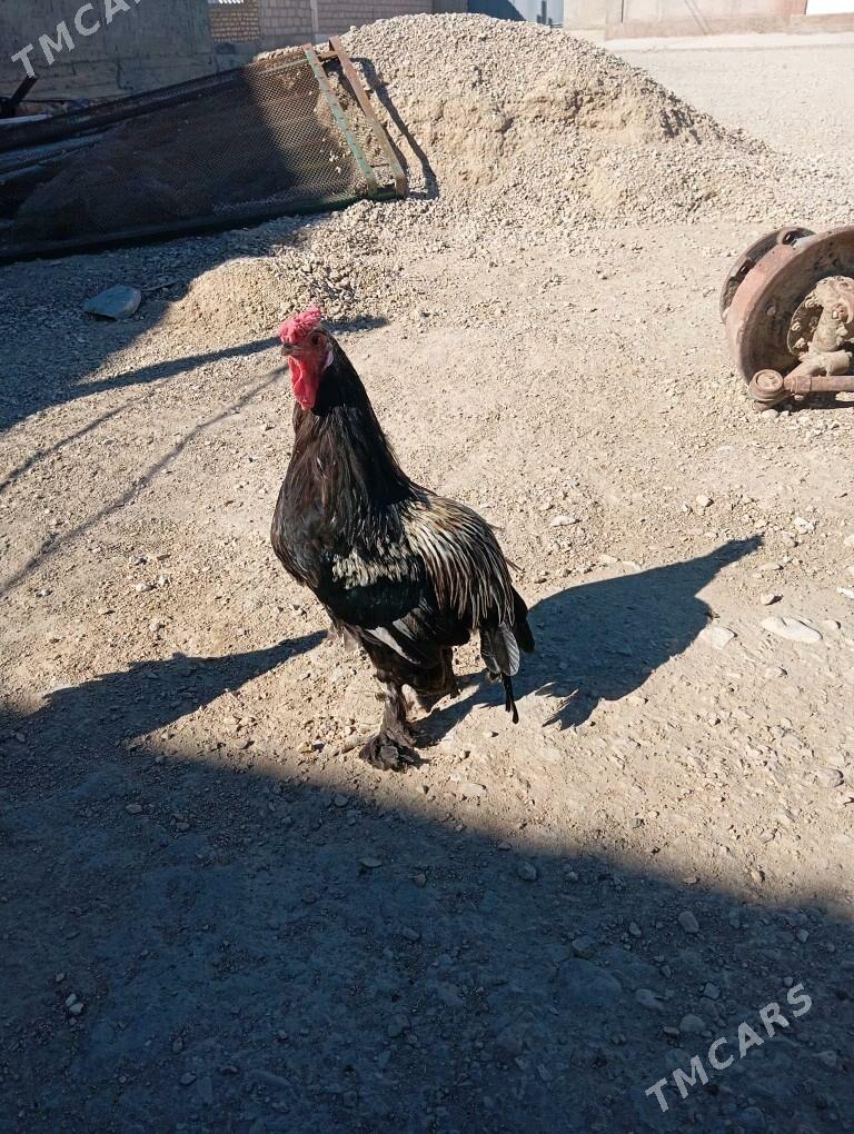 tawuk.horoz - Балканабат - img 6