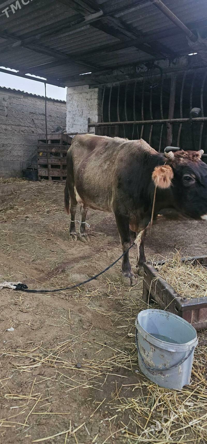 sygyr - Büzmeýin - img 2