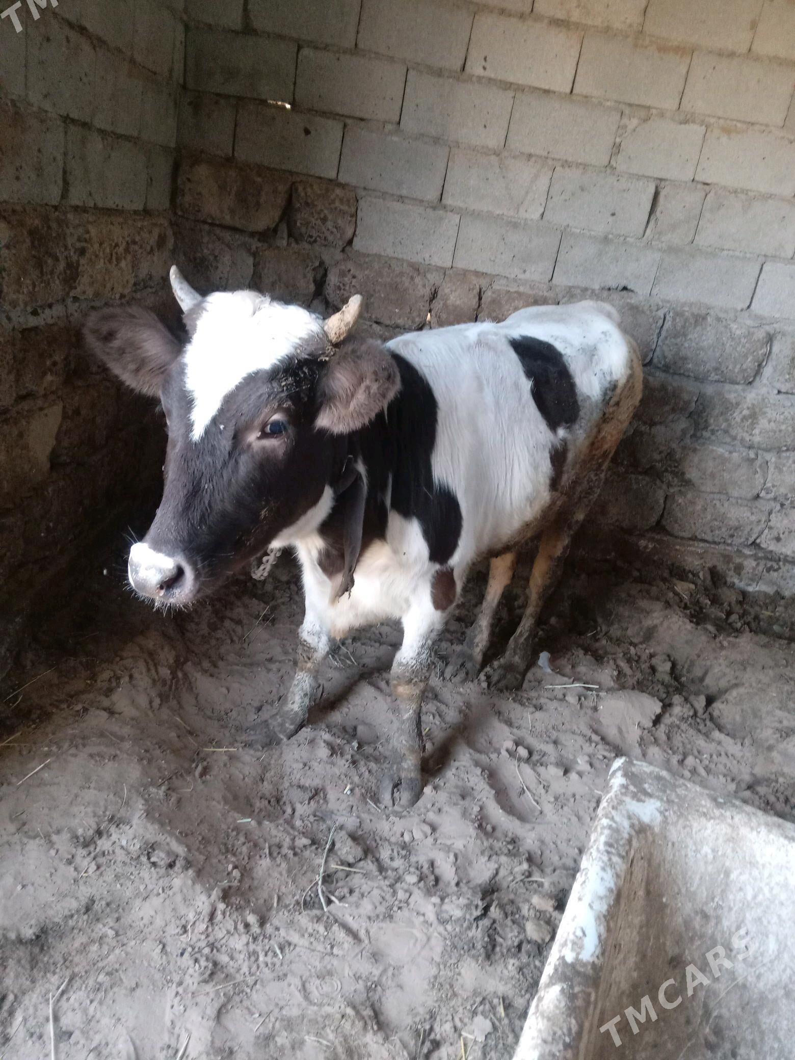 tohum tüwe - Gökdepe - img 1