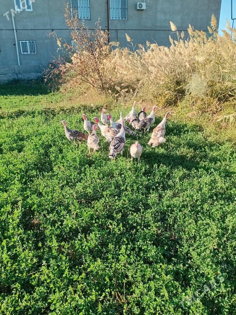 induk - Чарджоу - img 3