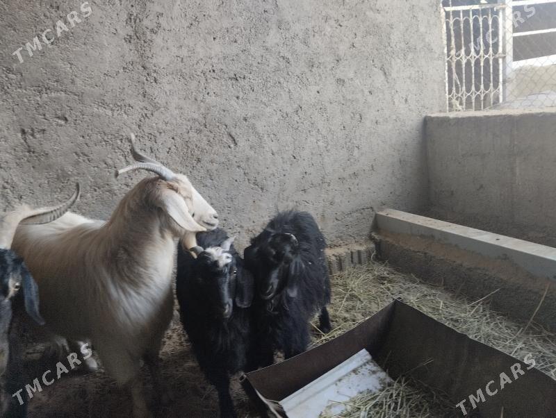 teke - Büzmeýin - img 2