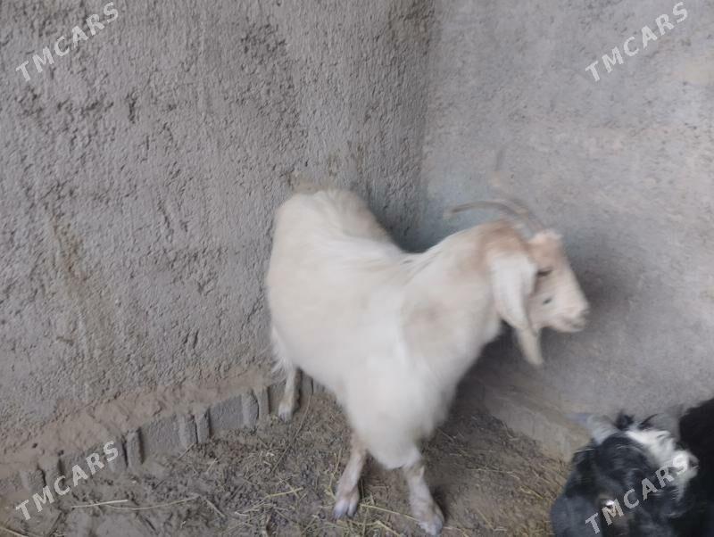 teke - Büzmeýin - img 9