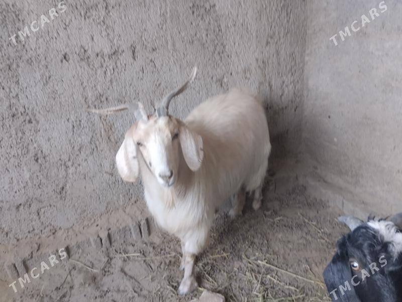 teke - Büzmeýin - img 6