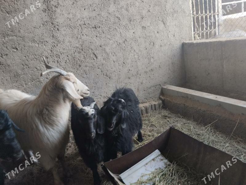 teke - Büzmeýin - img 5