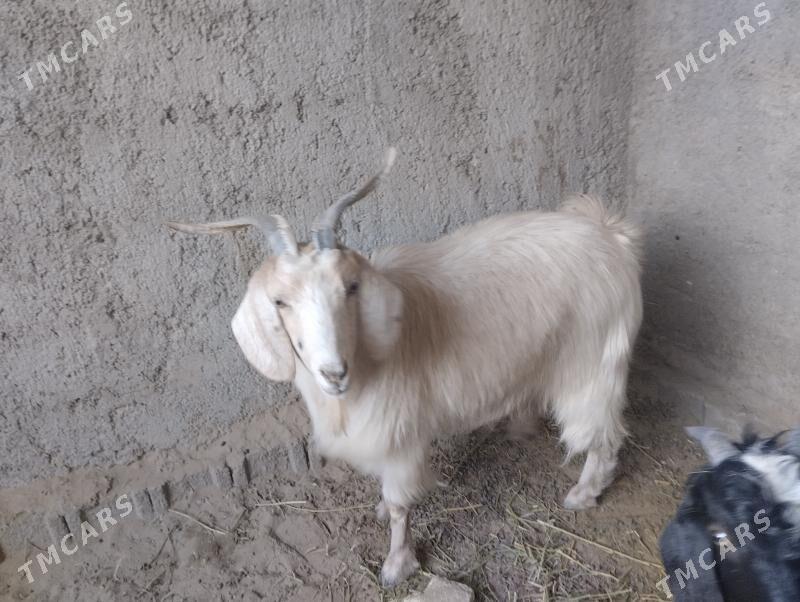 teke - Büzmeýin - img 7