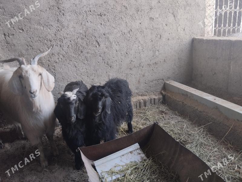 teke - Büzmeýin - img 3