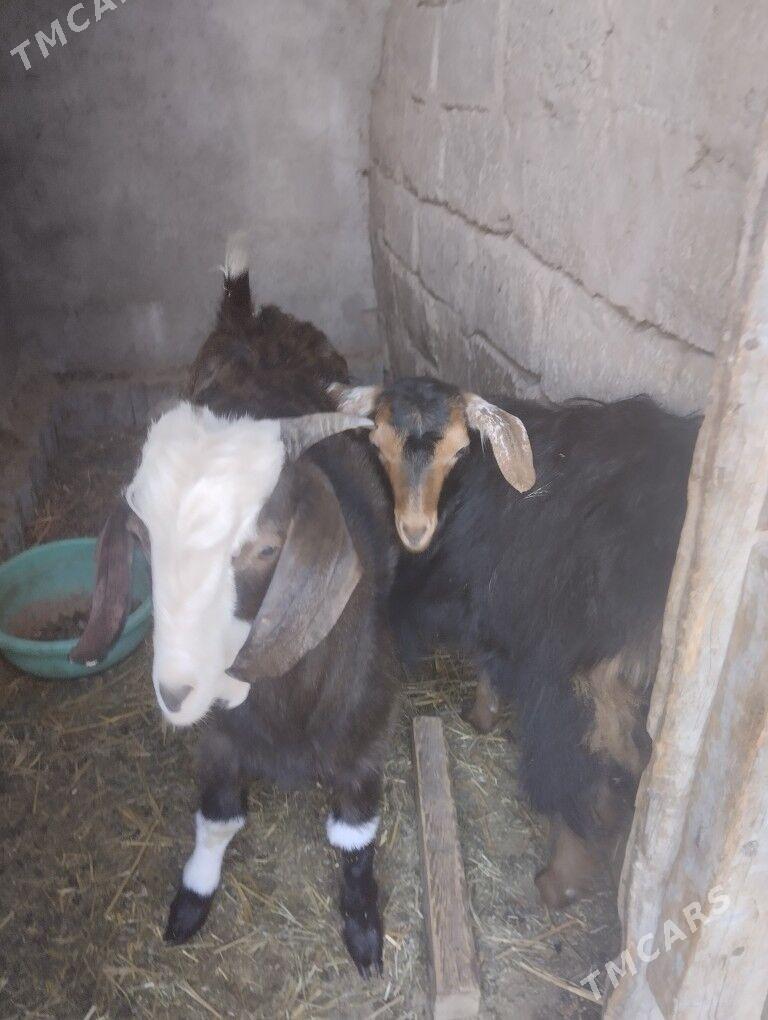 teke - Büzmeýin - img 10