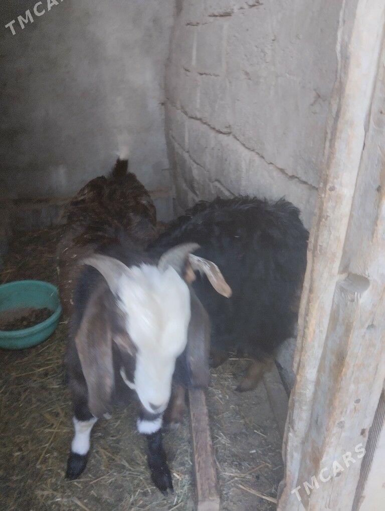 teke - Büzmeýin - img 8