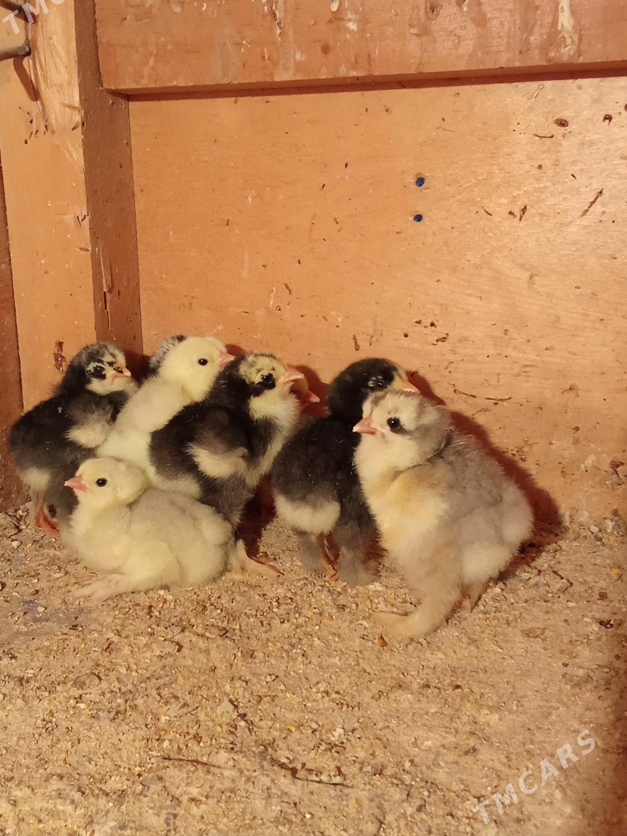 brama jyje - Bagyr - img 6