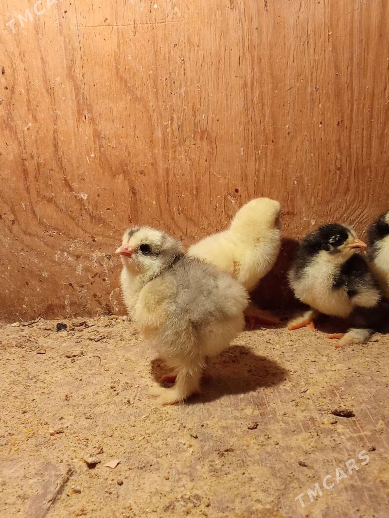 brama jyje - Bagyr - img 2