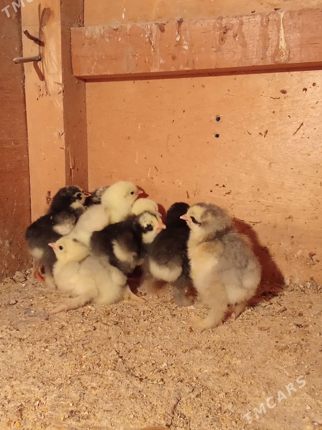 brama jyje - Bagyr - img 3