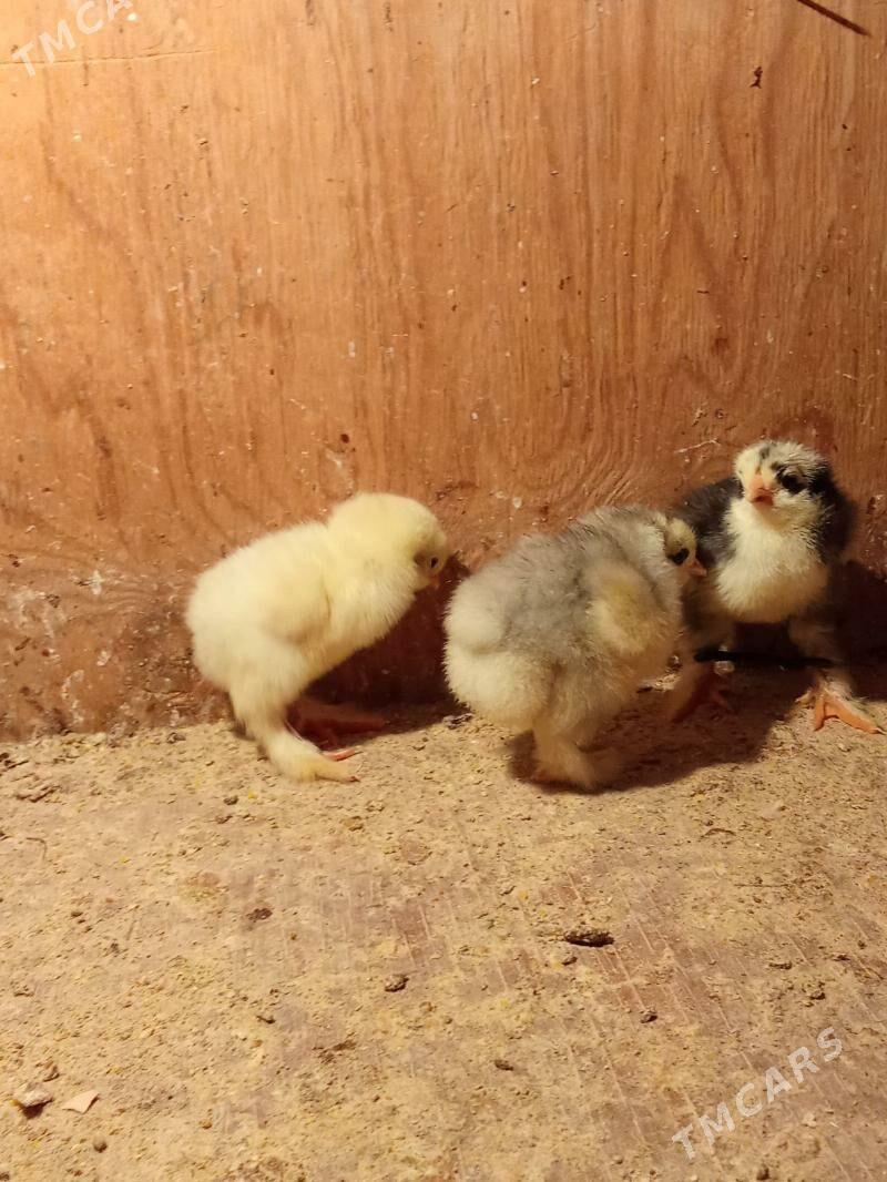 brama jyje - Bagyr - img 7