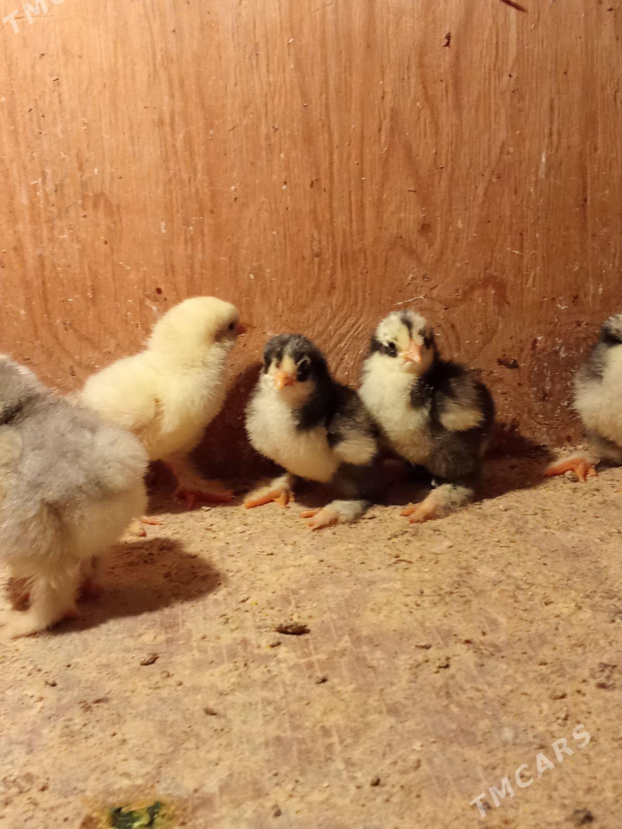 brama jyje - Bagyr - img 5