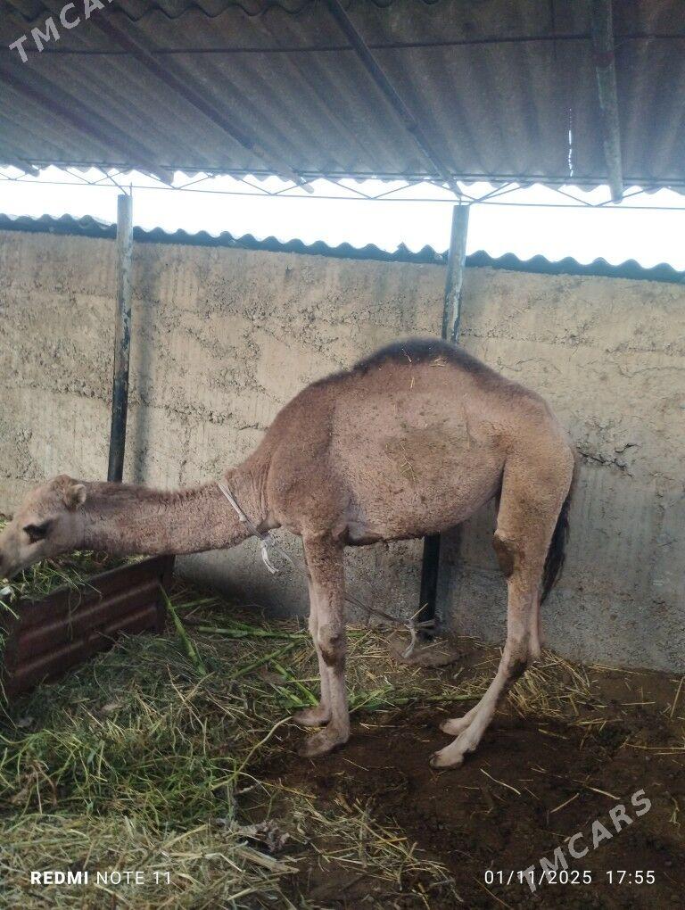 duye torumly - Büzmeýin - img 2