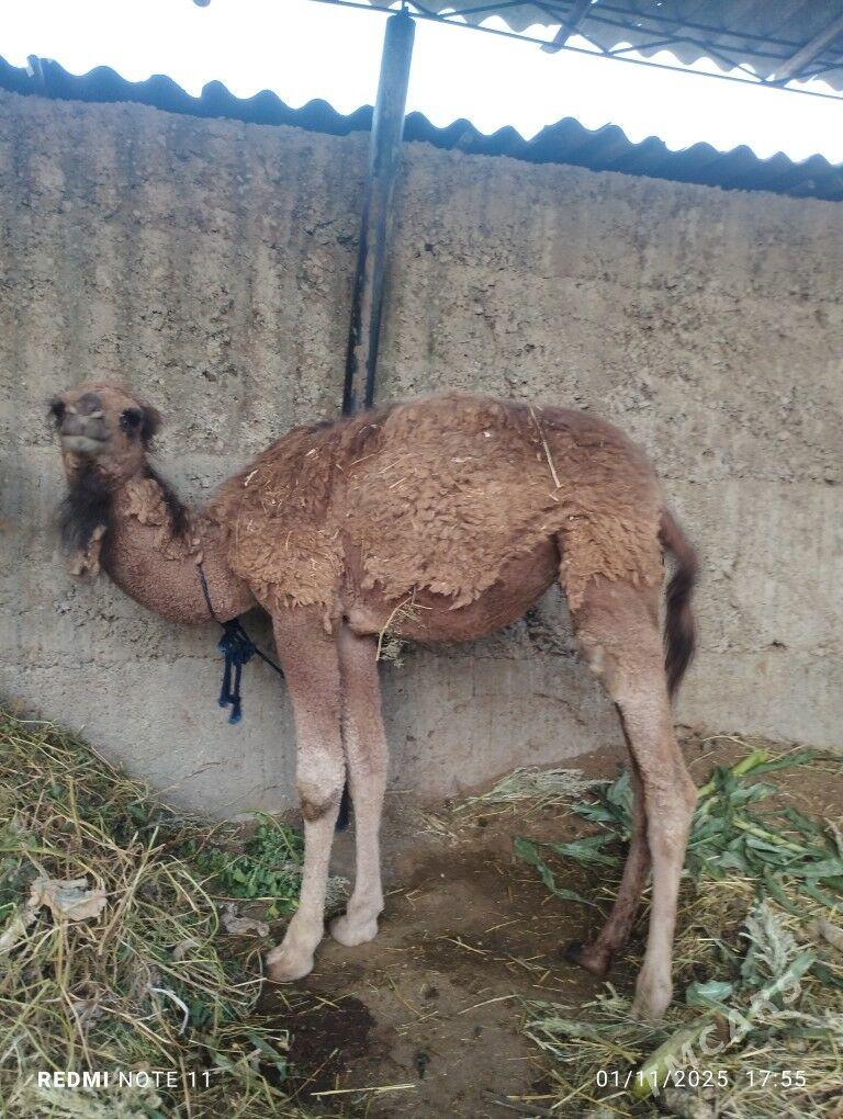 duye torumly - Büzmeýin - img 3