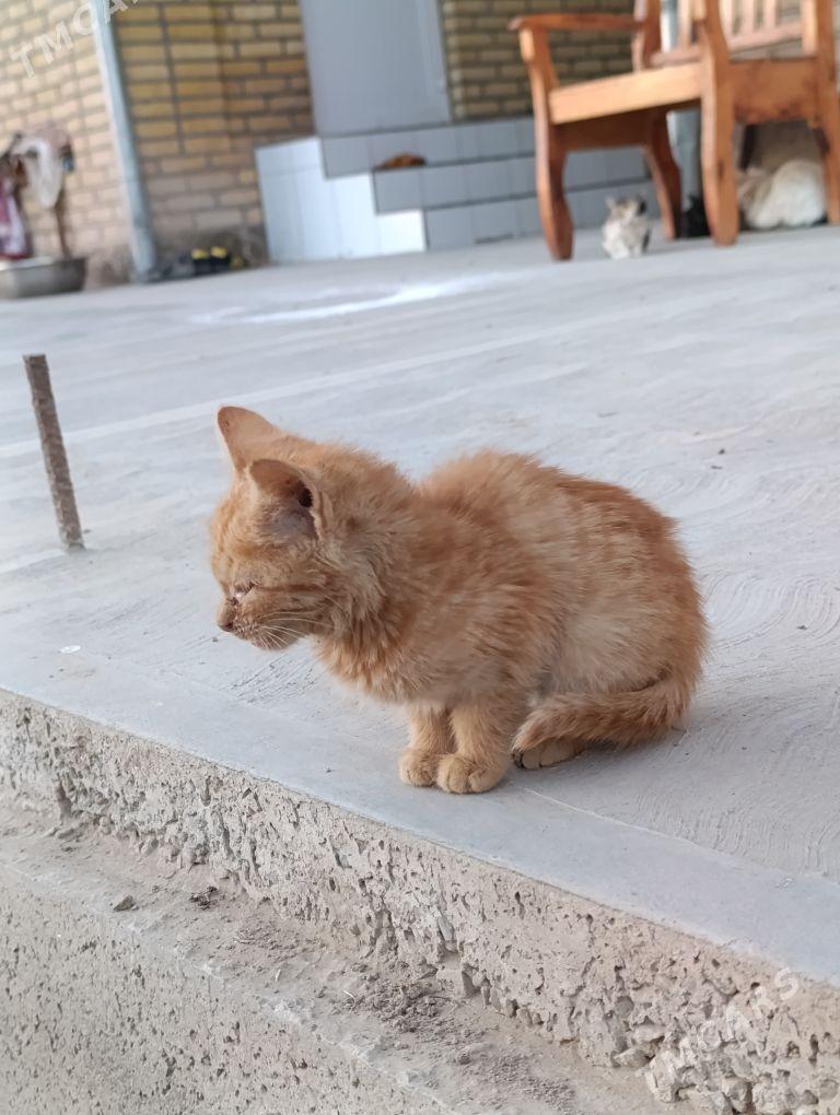 pişik çaga - Sakarçäge - img 2