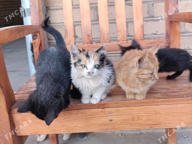 pişik çaga - Sakarçäge - img 5