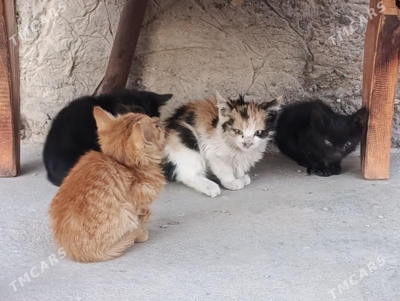 pişik çaga - Sakarçäge - img 3