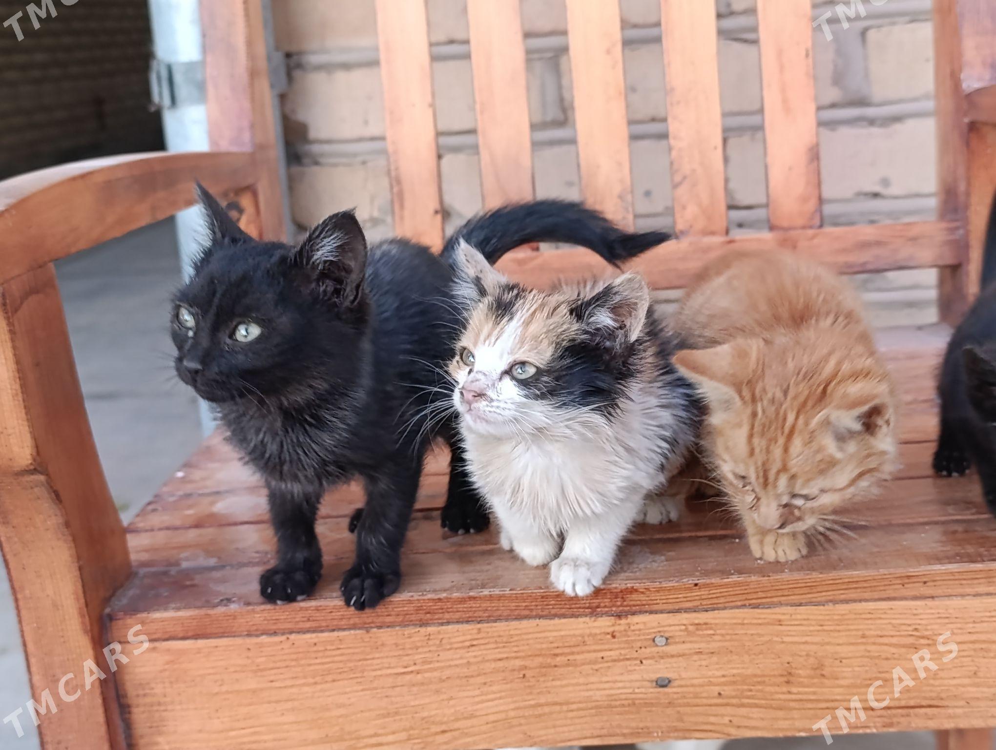 pişik çaga - Sakarçäge - img 6